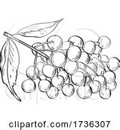Royalty-Free (RF) Elderberry Clipart, Illustrations, Vector Graphics #1