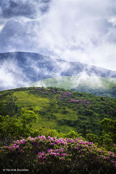 Hiking Trails: ROAN MOUNTAIN BALDS, Carvers Gap, NC/TN | Appalachian ...