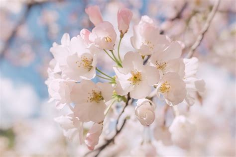 Can you Identify the difference between Cherry Blossom and Peach ...