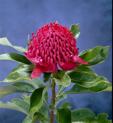 Telopea ‘Shady Lady Red’ – Waratah | Gardening With Angus