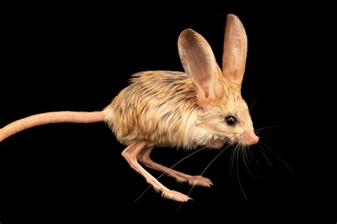 Long-eared jerboa (Euchoreutes naso) at the Moscow Zoo. | Weird animals, Long eared jerboa, Cute ...