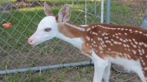 PieBald Piebald horse 1 - Heru Prajimi