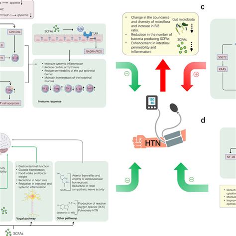 Semaglutide Mechanism Of Action