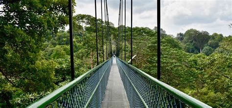 Forest Adventure: The Largest Treetop Adventure Park in Singapore