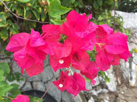 Red Bougainvillea Tree