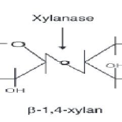 Structure of xylan and the point of action of hydrolysis by xylanase [5] | Download Scientific ...