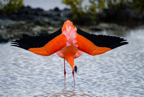 Galapagos Flamingo | Galapagos Kreuzfahrten