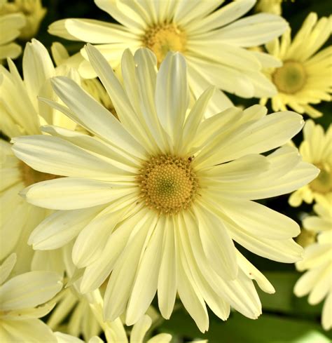 Chrysanthemum x morifolium (Chrysanthemum, Florist's Chrysanthemum, Florist's Daisy, Garden ...