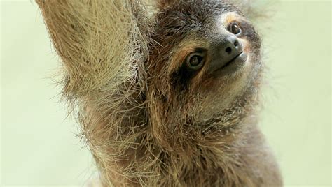 Perhaps Sloth Fur Could Save Your Life | IFLScience