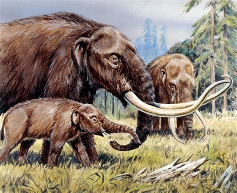 American mastodon with young, illustration - Stock Image - C037/5165 ...