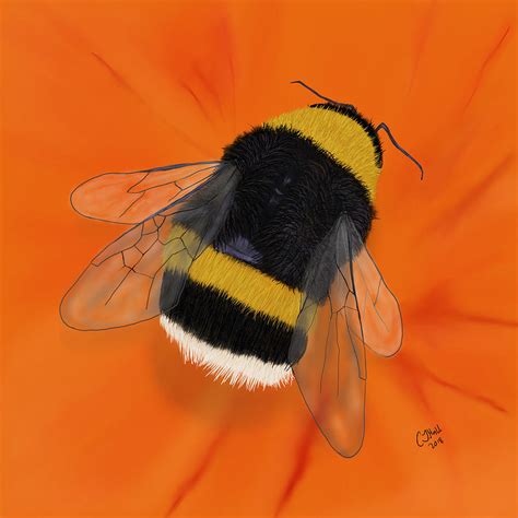 Bumble Bee Digital Art by Chris Hall - Fine Art America