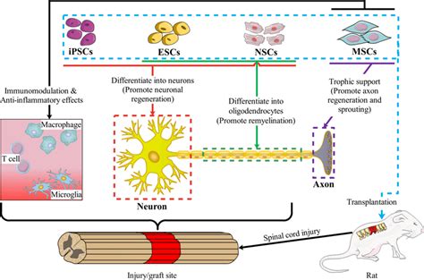 The role of each type of stem cell in spinal cord injury repair. Stem ...