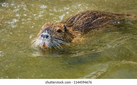 Eurasian Beaver Busy Maintaining Dam Stock Photo 1144594676 | Shutterstock