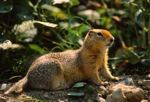 Arctic Ground Squirrel Facts for Kids - Education site