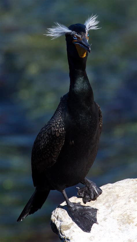 Double-crested Cormorant | San Diego Bird Spot