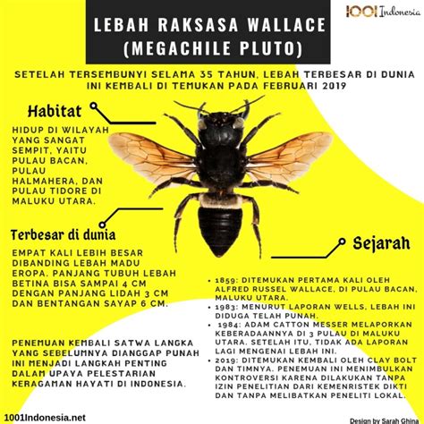 Infografis Lebah Raksasa Wallace