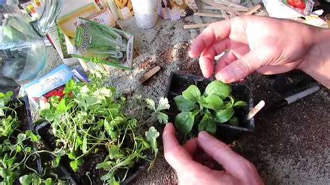 How to Seed Start Stevia and Transplant It: Super Sweet & Super Hard to Germinate - MFG 2014 ...