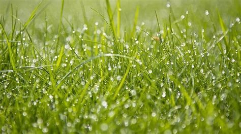 Lawn Watering: Why, When and How to Water Grass - GardenSeeker.com