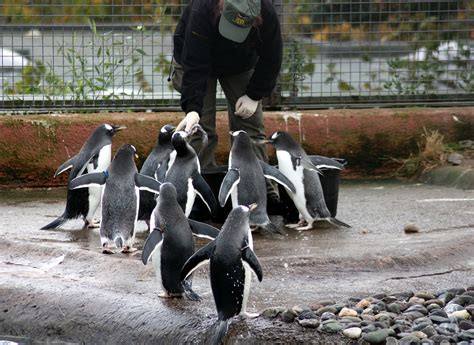 Feeding Penguins Birds - Free photo on Pixabay - Pixabay