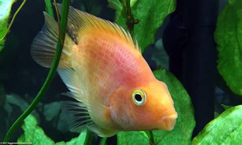 Parrot Cichlid: Care, Feeding, Size, Tankmates & Lifespan