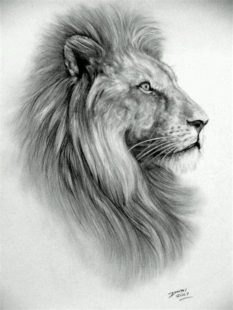 Male Lion Sketch at PaintingValley.com | Explore collection of Male Lion Sketch