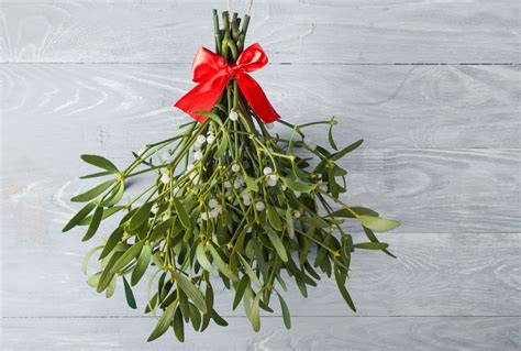 Mistletoe: traditions, harvest & growing your own - Plantura