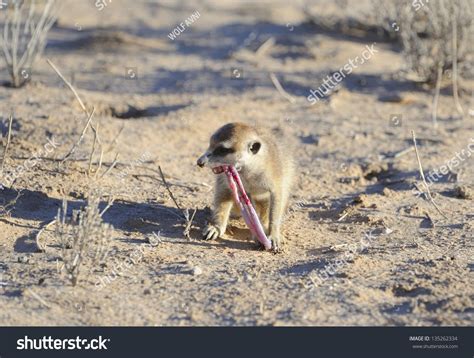 Meerkat Suricate Suricata Suricata Feeding On 스톡 사진 135262334 | Shutterstock