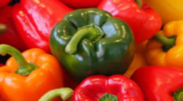 Bell pepper harvest success assured - Cultifort