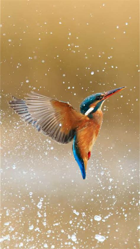 The kingfisher, bird, HD phone wallpaper | Peakpx