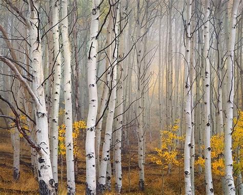 Aspen in Fog, Boulder Mountain, Utah | Birch tree art, Tree photography, Tree art