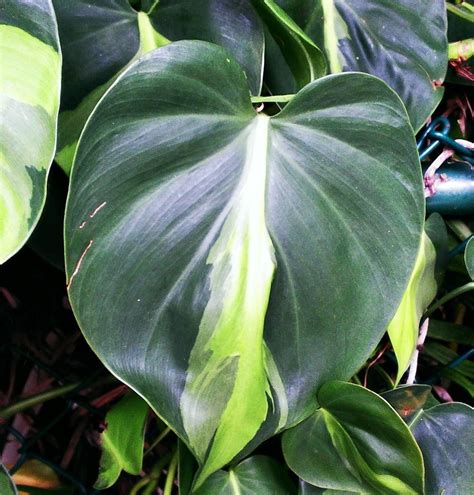 Philodendron Brazil - Philodendron hederaceum Brasil 120mm