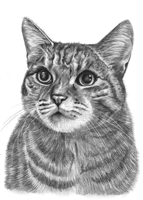 Cat Drawings by Angela of Pencil Sketch Portraits