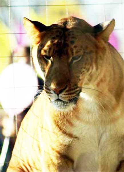 Liger Breeding and Ethical Questions about liger Breeding. | Liger ...