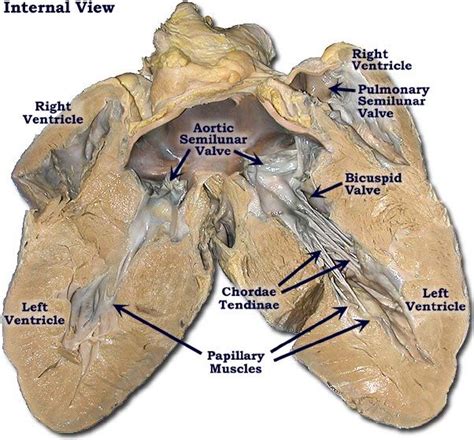 Cow Heart Diagram