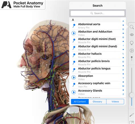 Pollux Anatomy - Anatomical Charts & Posters