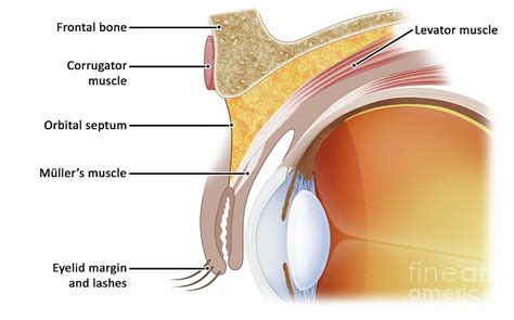 Eye Socket Anatomy Photograph by Maurizio De Angelis/science Photo ...