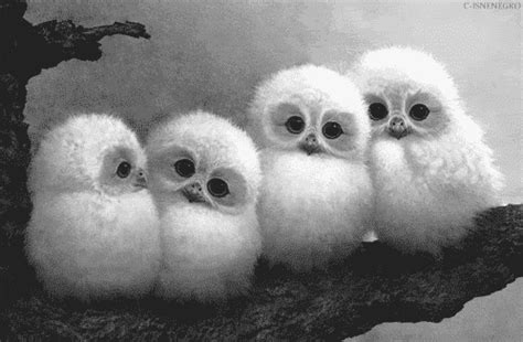 Baby Owls from ☣ Mute The Silence ☣ Baby Barn Owl, Baby Owls, Cute ...