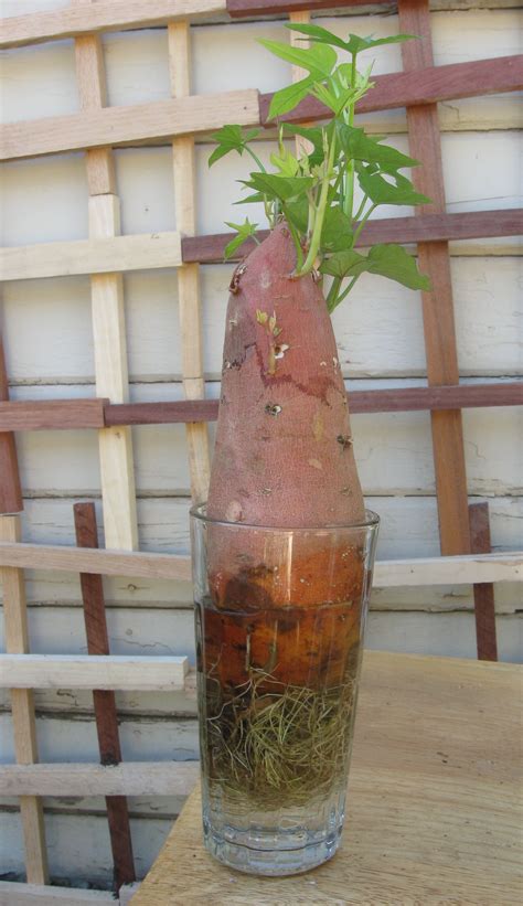 Make Sweet Potato Slips to Plant Sweet Potato - Instructables