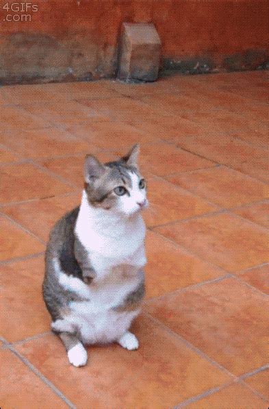 Disabled Cats GIFs - Find & Share on GIPHY