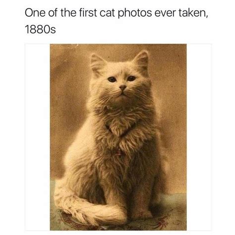 Vintage Cat | Cat memes, Cute little animals, Cute cats