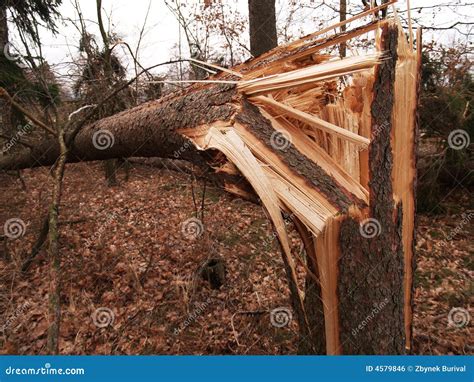 Windstorm damage stock photo. Image of hurricane, damage - 4579846