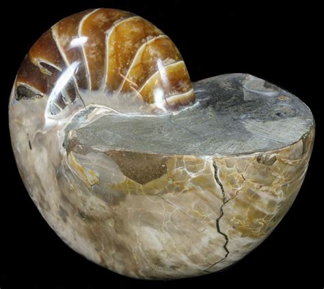 4.5" Polished Nautilus Fossil - Madagascar (#61349) For Sale - FossilEra.com