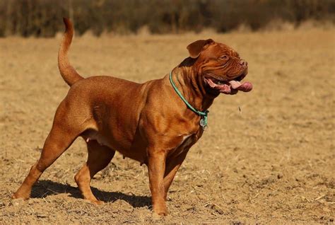 Dogue de Bordeaux: Dog breed characteristics & care