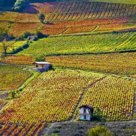 Vineyards near Beaujeu, Rhône, #France #Vineyards #Beaujeu #Rhône #HeathrowGatwickCars.com ...