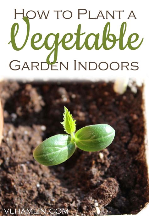 How to Plant a Vegetable Garden Indoors - Food Life Design