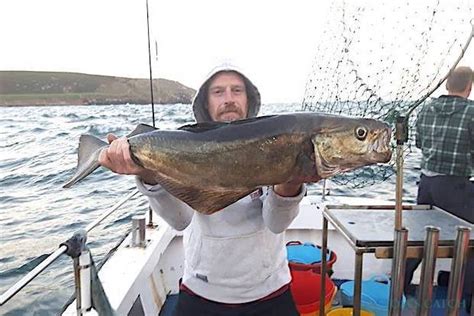 Pollock Fishing: species guide, charters and destinations - Tom's Catch