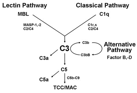 Diagram outlining the three complement pathways. MBL = mannose-binding... | Download Scientific ...