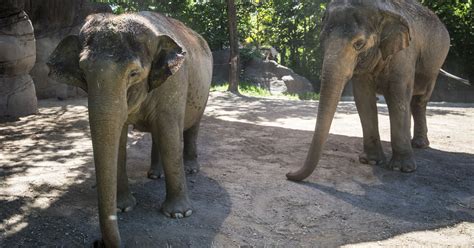 Cincinnati Zoo announces $50M donation, plans to transform its space