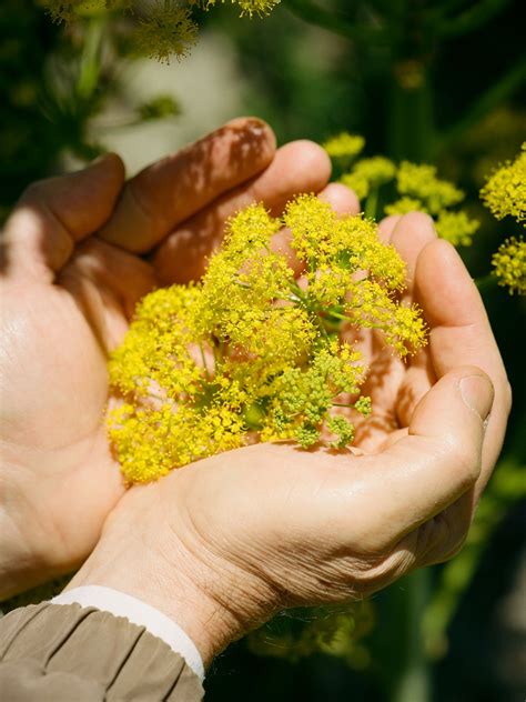 This miracle plant was eaten into extinction 2,000 years ago—or was it?