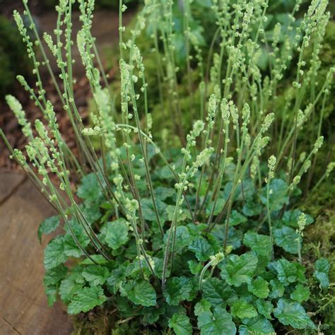 Mitella breweri from the Chelsea Gold Medal winning nursery Plantagogo